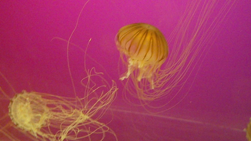 110709_jellyfish
